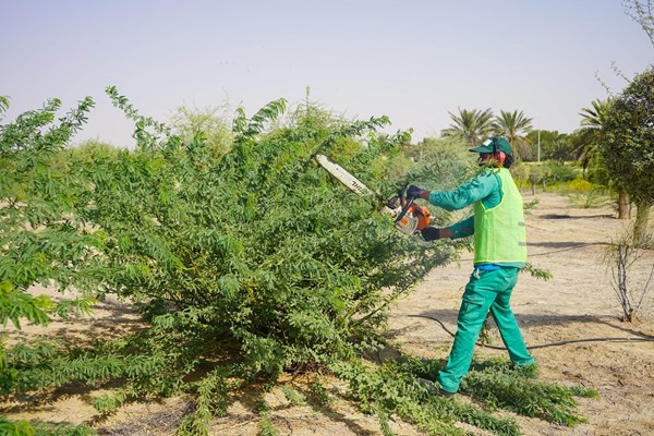 صورة الخبر