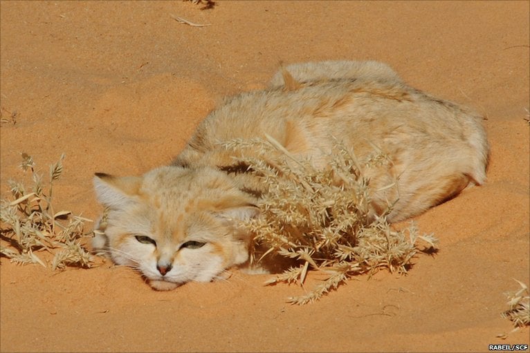 صورة الخبر