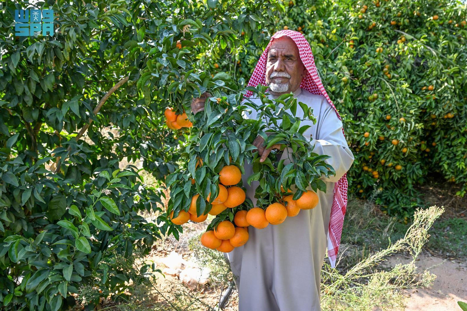 صورة الخبر