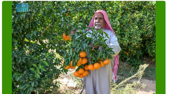 صورة الخبر