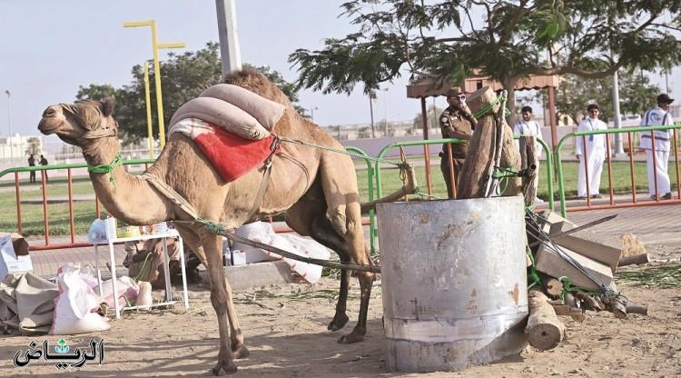 صورة الخبر