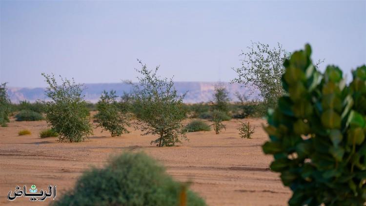 صورة الخبر