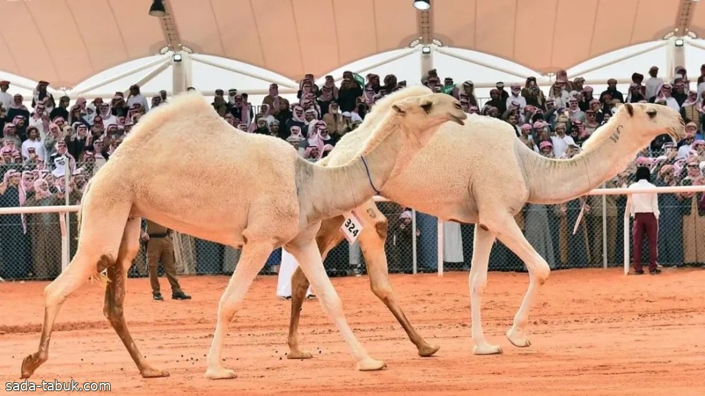 صورة الخبر