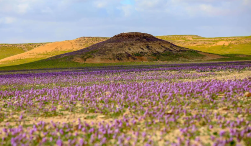 صورة الخبر