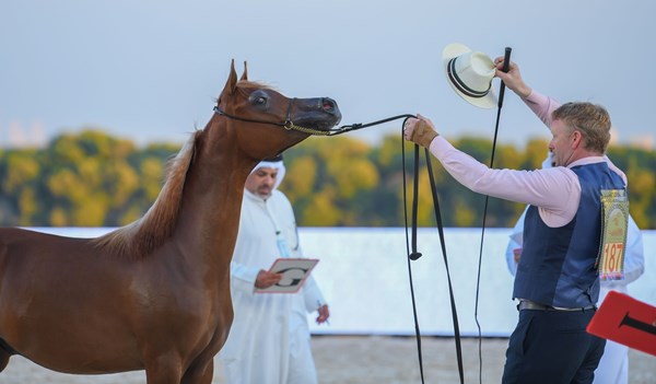 صورة الخبر