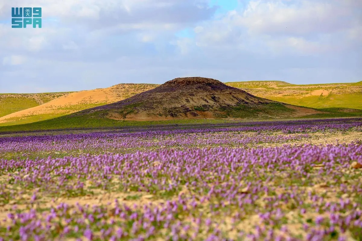 صورة الخبر