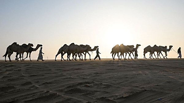 صورة الخبر