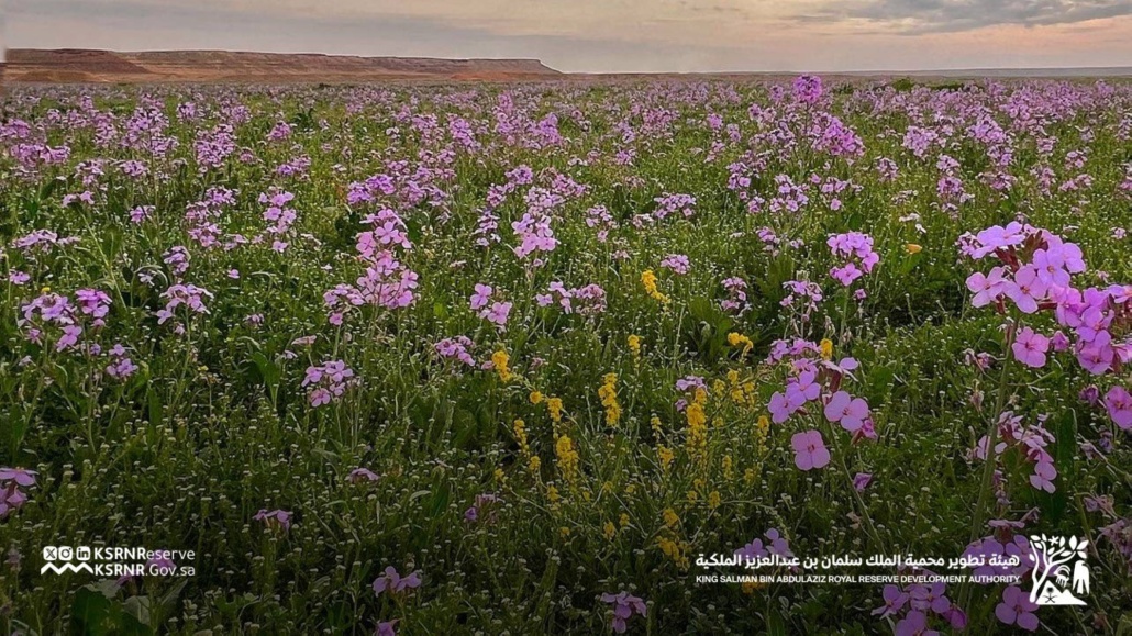 صورة الخبر