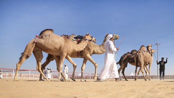 صورة الخبر