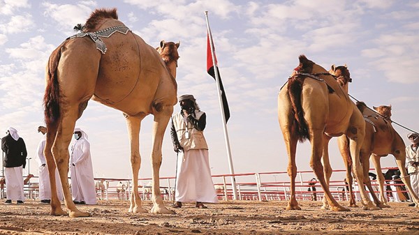 صورة الخبر