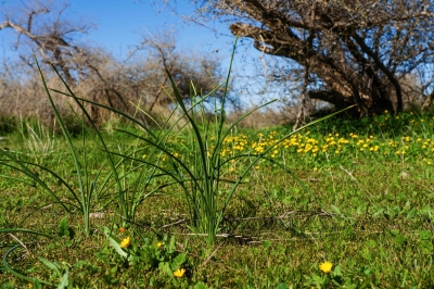 صورة الخبر