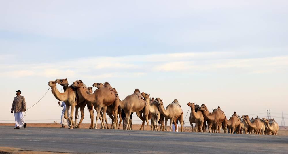 صورة الخبر