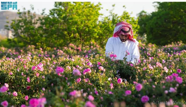 صورة الخبر