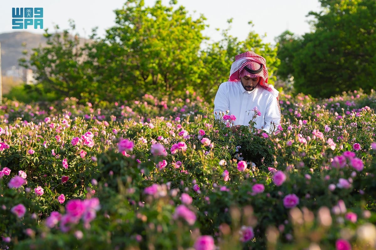 صورة الخبر