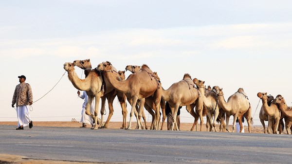 صورة الخبر