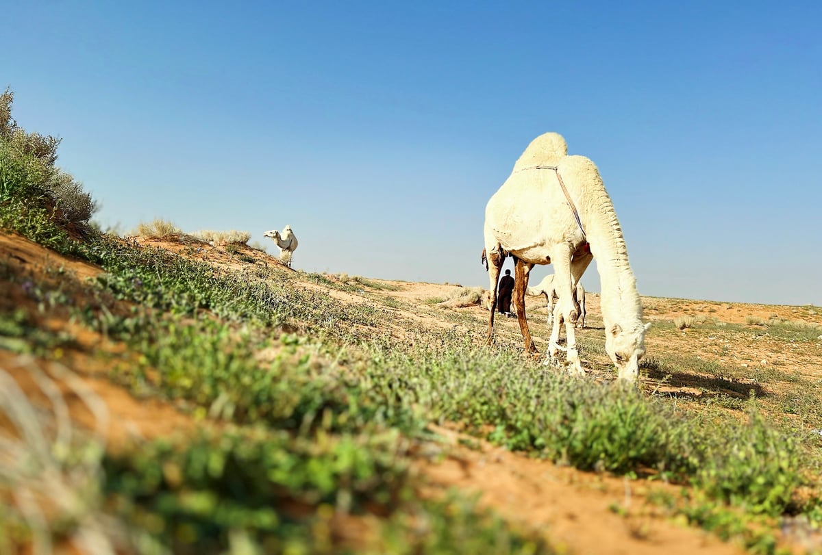 صورة الخبر