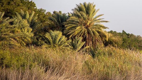 صورة الخبر