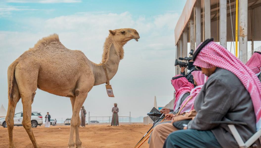 صورة الخبر