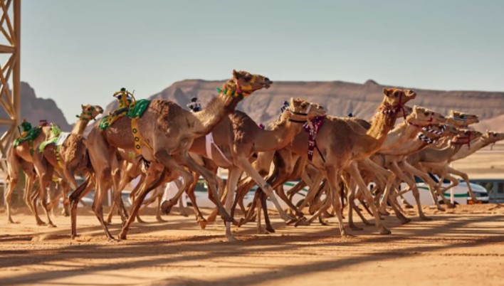 صورة الخبر