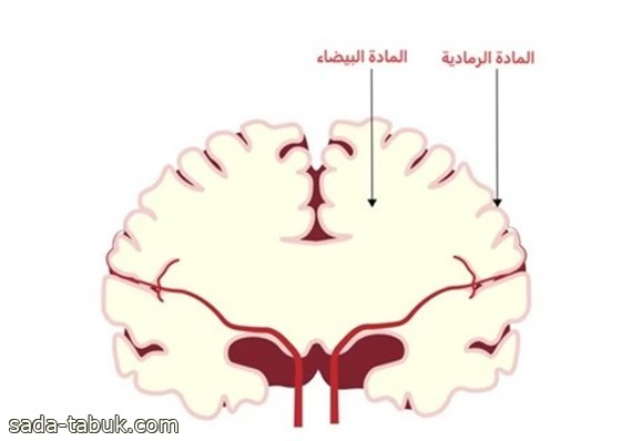 صورة الخبر