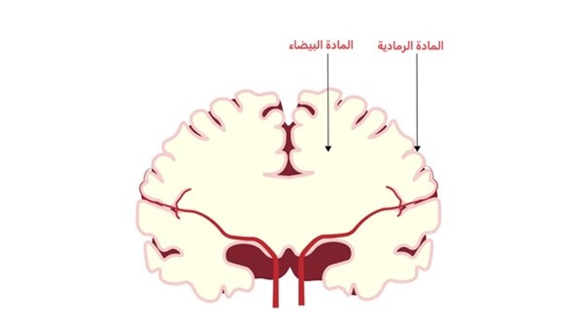 صورة الخبر