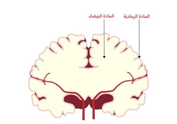 صورة الخبر