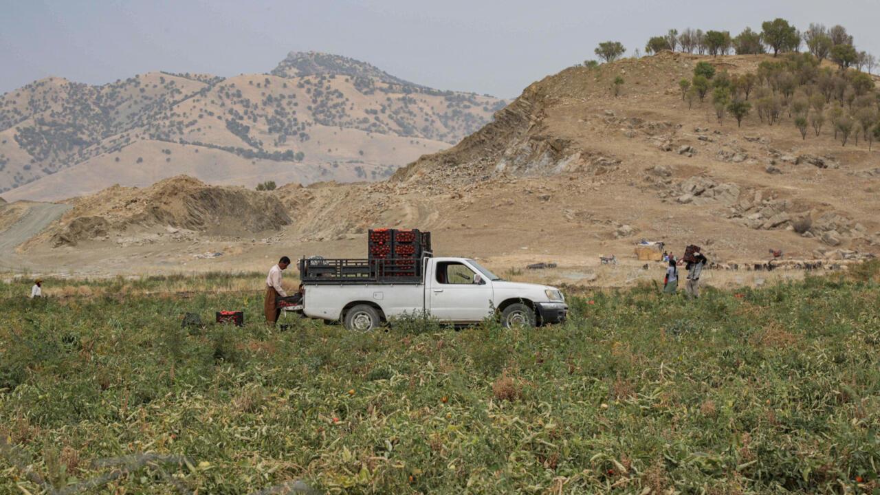 صورة الخبر