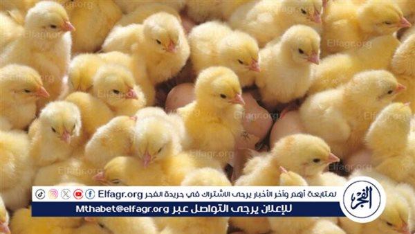 صورة الخبر