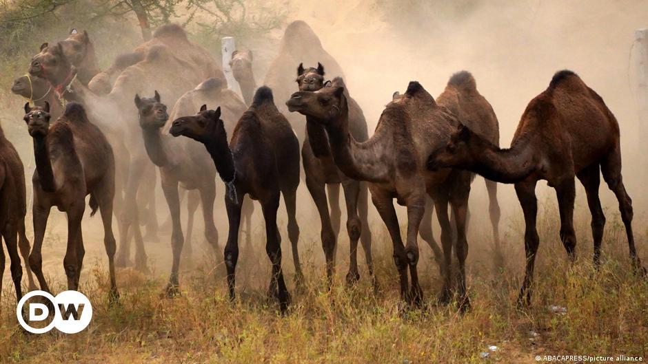 صورة الخبر