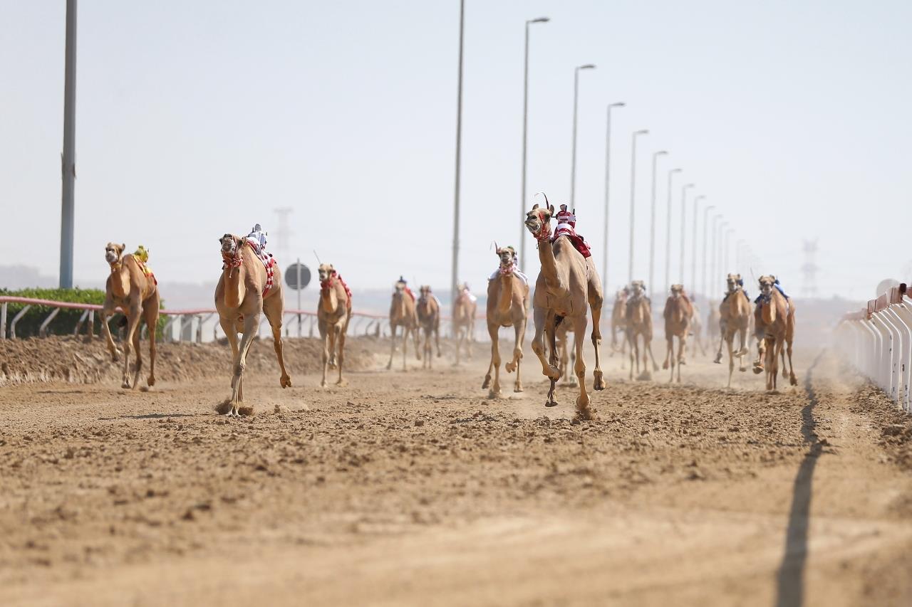 صورة الخبر