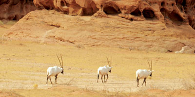 صورة الخبر