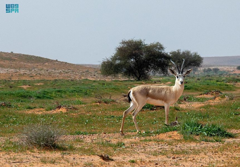 صورة الخبر