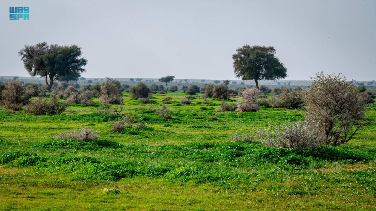 صورة الخبر