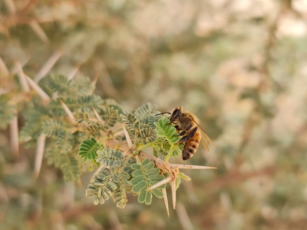 صورة الخبر