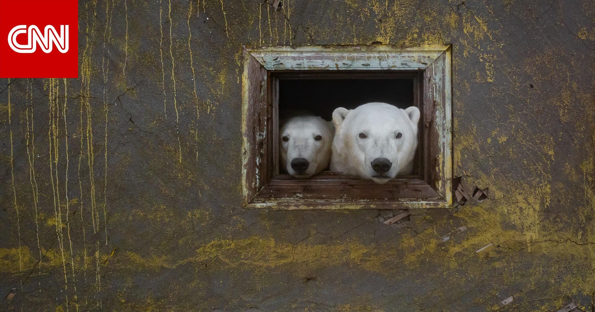 صورة الخبر