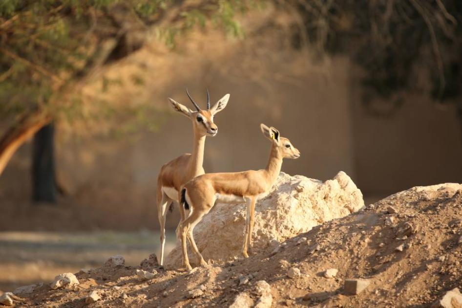 صورة الخبر