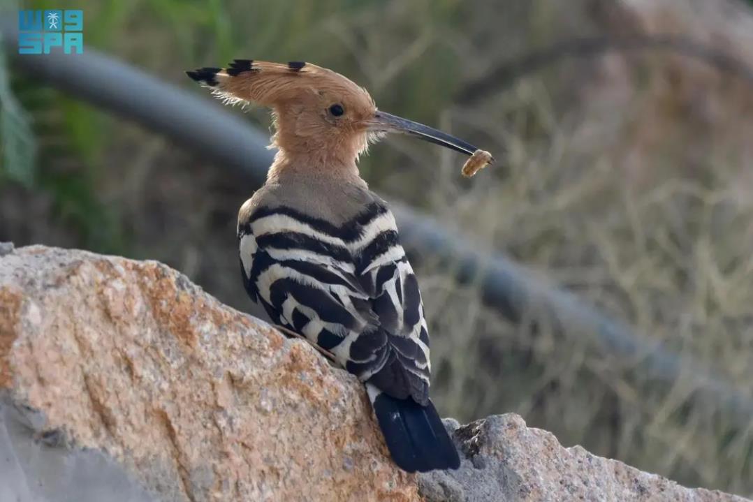 صورة الخبر