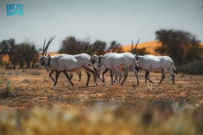 صورة الخبر