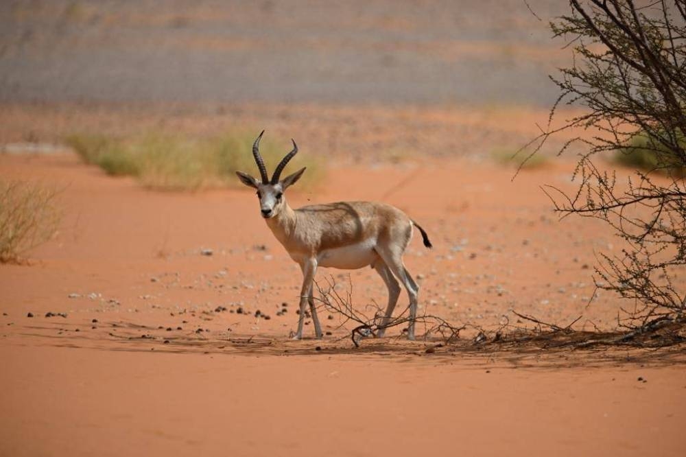 صورة الخبر