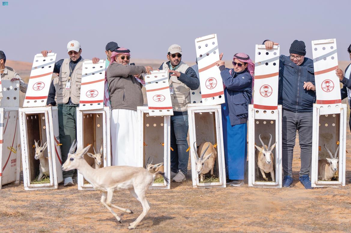 صورة الخبر